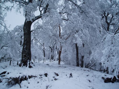 檜洞丸の雪景色