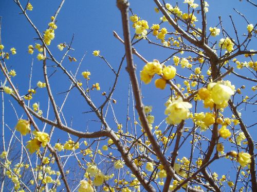 20120220-ロウバイの花.jpg