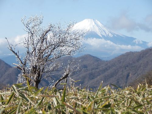 20131130-霧氷と富士山.jpg