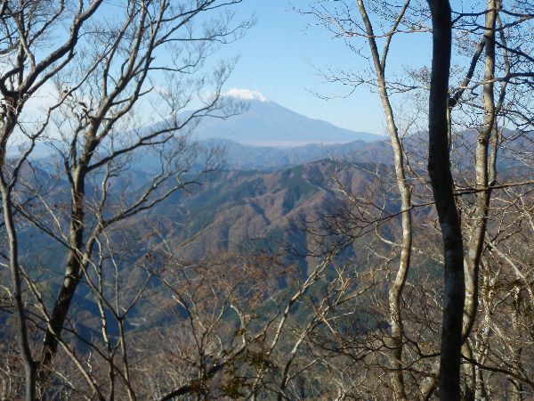 20141121-枯葉の落ちた木々の間から富士山.jpg